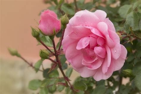 Free Images : nature, blossom, flower, petal, flora, rose bush, shrub