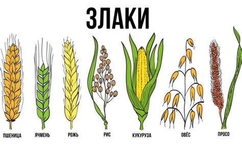 Ячмінь, пшениця, жито і овес: у чому їхня схожість і різниця, як ...