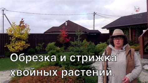 Обрезка и стрижка хвойных растений. | Растения, Стрижка, Садовые растения