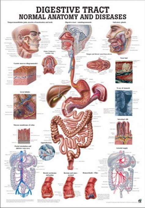 Ruoansulatuselimistö | Anatomy Julisteet | Anatomia ...
