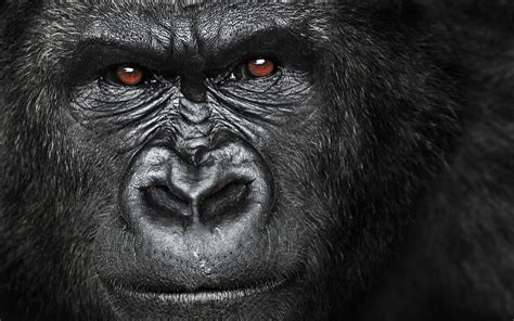 HD Gorilla Wallpaper - WallpaperSafari