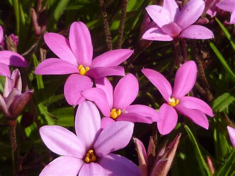 Rhodohypoxis - Hogendoorn