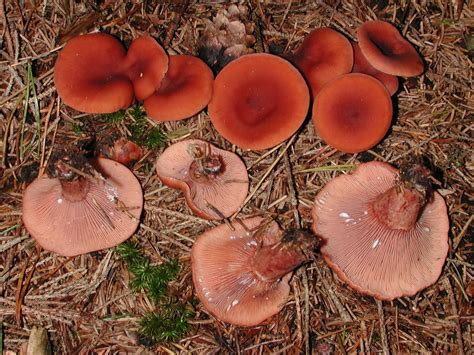 Млечник камфорный (Lactarius camphoratus) фото и описание