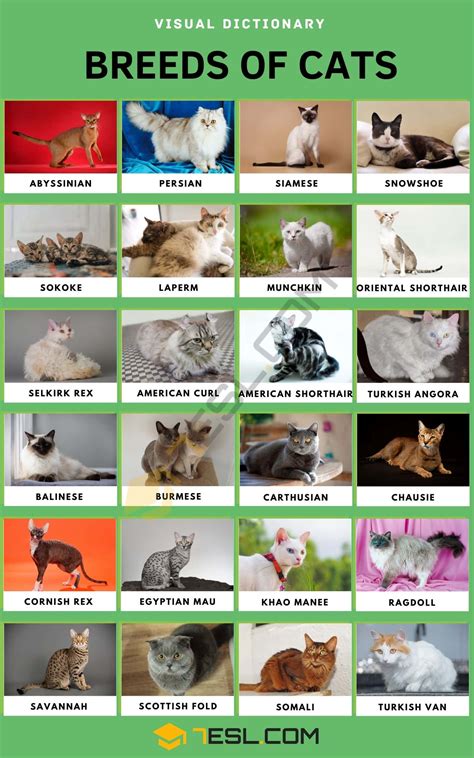 list  cat breeds  pictures esl