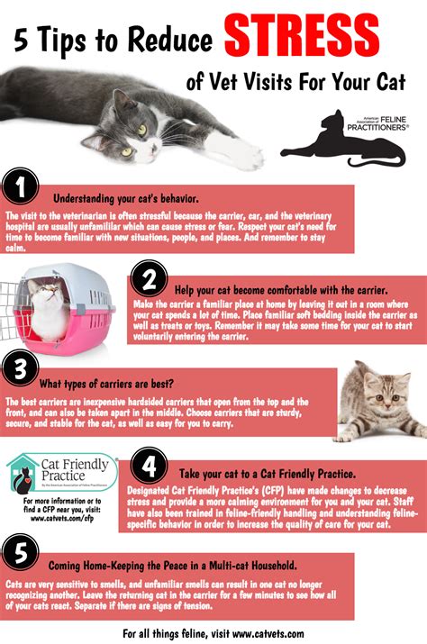 cat  stressed  car  edith corlett blog