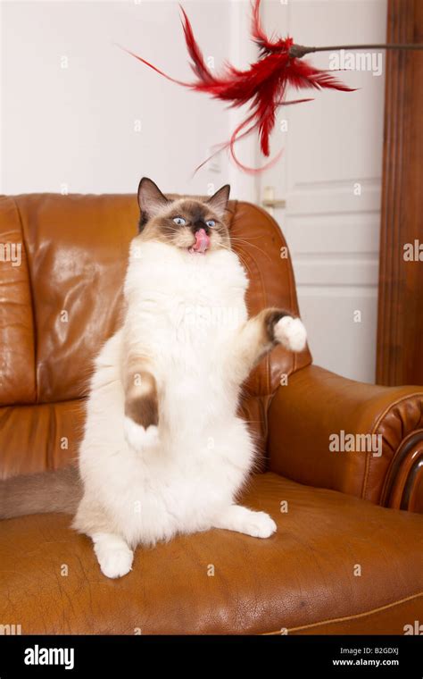 Ragdoll cat playing Stock Photo - Alamy