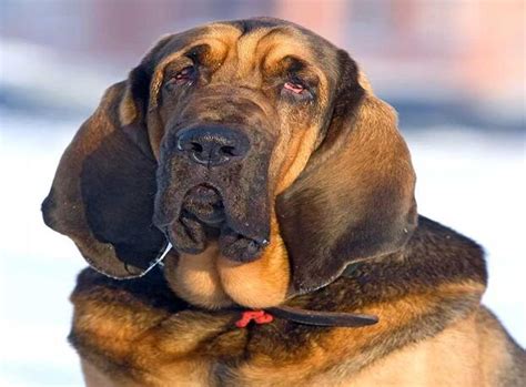 Bloodhound | PetGOV