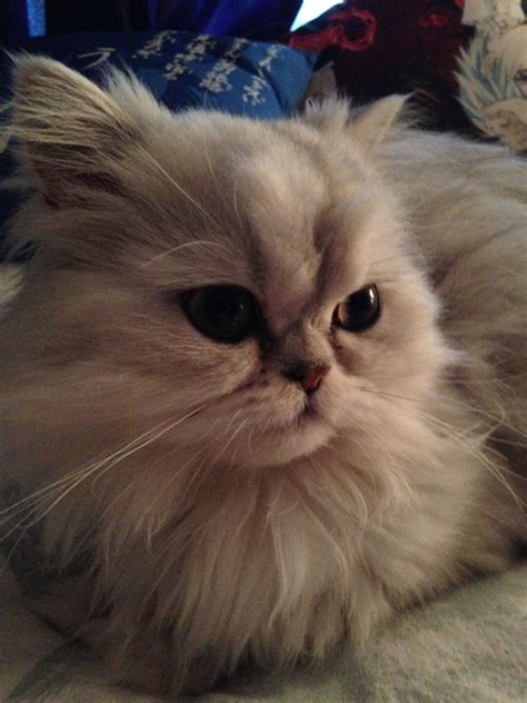 39 Best Munchkin Cat ideas | munchkin cat, munchkin, cats