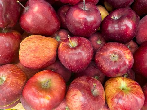 Maça É Fruta Vermelha - deliciosa maçã de frutas vermelhas orgânicas 4745067 Foto de stock no ...