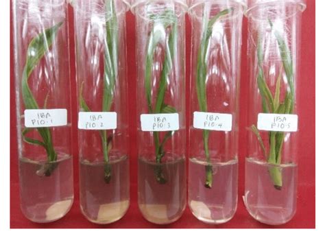 Oil palm seeds treated with 0.75 ppm IBA. | Download Scientific Diagram