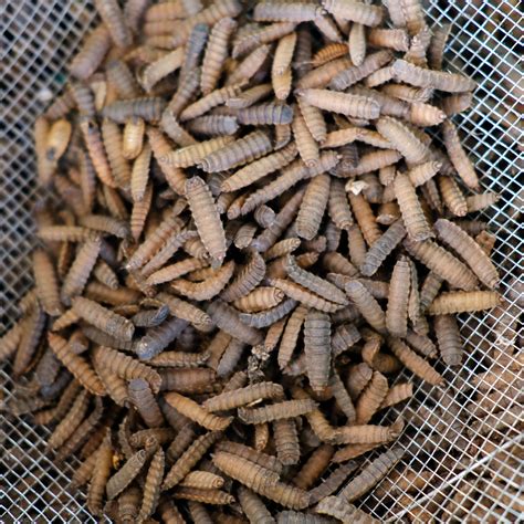 front | Suffolk Biodiversity Information Service