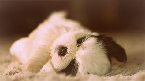 Shih Tzu Puppies Wallpapers - Wallpaper Cave