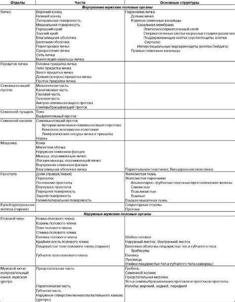 Строение полового члена - анатомия мужского органа: головка, сосуды и ...