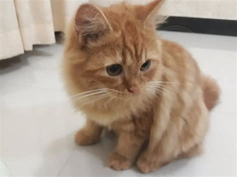 daftar jenis jenis kucing anggora  harganya lengkap