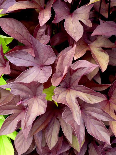 Sweet Potato Vine Facts at Dina Mcalpin blog