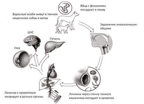 Токсокара – симптомы, лечение