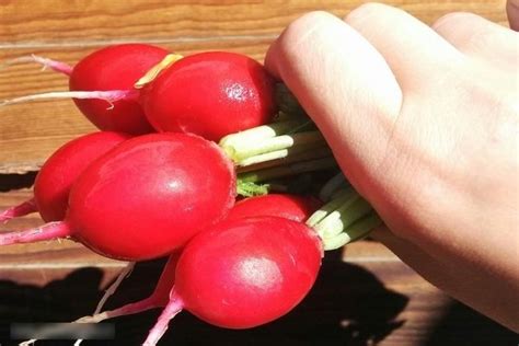 Редис Черриэт: реальные отзывы, описание, посадка и уход, фото