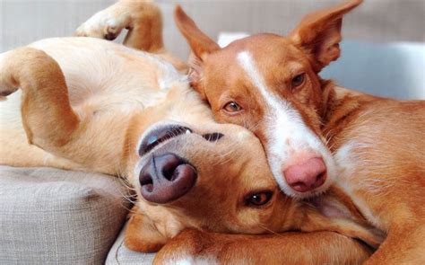 Cómo se comportan los perros después de aparearse Chile - Gestion ...