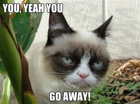 you, yeah you Go away! - grumpy cat2 - quickmeme