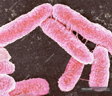 Escherichia coli bacteria — rod shaped, microbial - Stock Photo ...