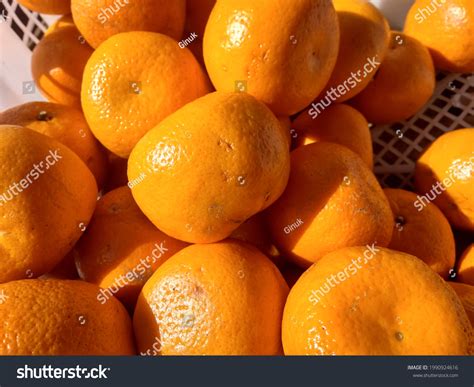 Orange Famous Fruit World Almost People Stock Photo 1990924616 ...