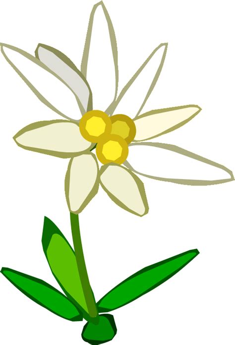 Эдельвейс PNG