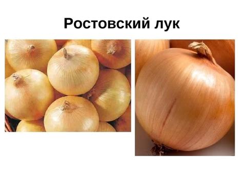 У нас привоз лука !!!! ДАНИЛОВСКИЙ Лук Даниловский - довольно ...