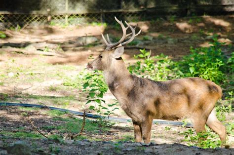 Eld s deer stock image. Image of deer, standing, animal - 51953949