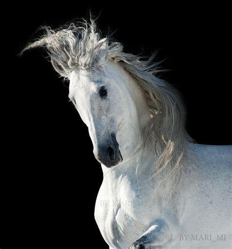 Зингаро - Избранные фотографии - фотографии - equestrian.ru