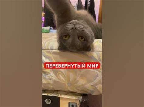 МЕМНЫЙ КОТ | ПЕРЕВЕРНУТЫЙ МИР #lokicat #мем #котики #кот #tiktok # ...