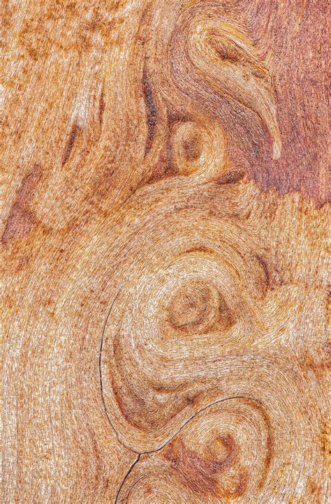 Wood Grain Texture Types at Andre Mccann blog