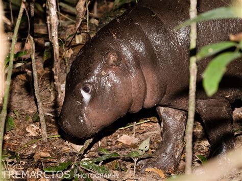 Pygmy Hippo - TREMARCTOS