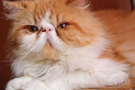 Кошки, котята Персидская, цена 30 €, Фото | Котята, Персидские, Персы