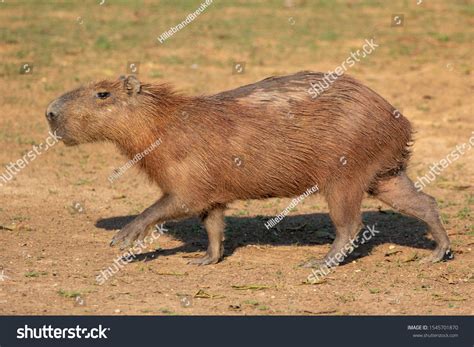Capibara Capybara Mammal South America Photographed Stock Photo ...