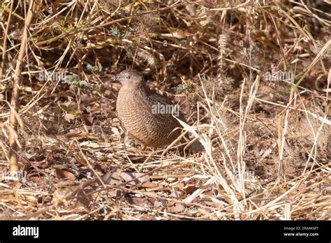 Brown Quail (Coturnix ypsilophora) camouflaged in the savannah, near Mt