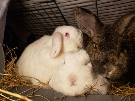 All the space they have as freeroam rabbits but they just have to pile
