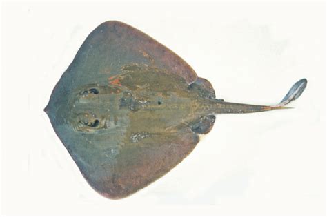 Urolophus viridis