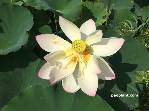 Amazing Lotus Flowers and Water Lilies at Kenilworth Park and Aquatic