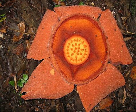 rafflesia gunung leuser national park google arts culture