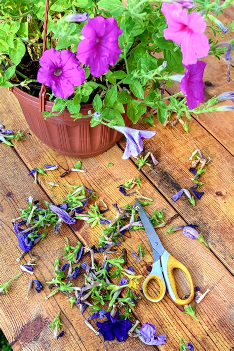 how to cut petunias back 2