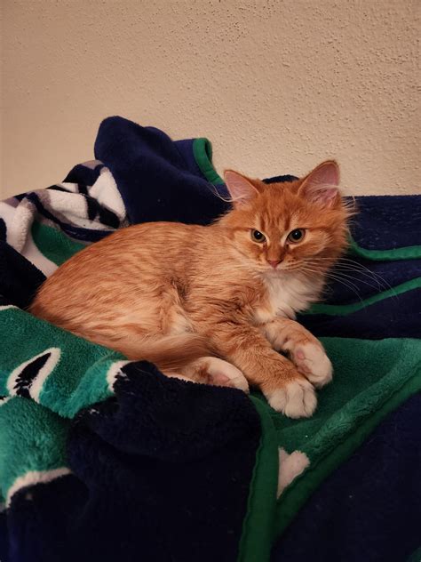 My New Kitten, Hercules : r/SiberianCats