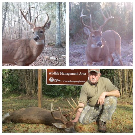 Think Twice Before Deeming Deer a “Cull” – Georgia Wildlife Blog