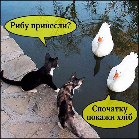 Темні справи Funny Animal Jokes, Funny Cat Memes, Funny Animal Pictures ...