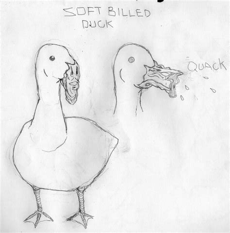 Soft Billed Duck by mikefasano on DeviantArt