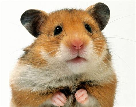 🐭 Enfermedades comunes de los Hámsteres | PELUDETS Veterinaria