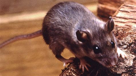 Tips to avoid deadly hantavirus, spot symptoms | CBC News
