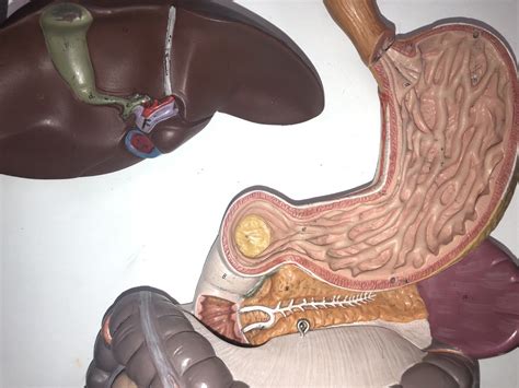 Stomach Diagram | Quizlet