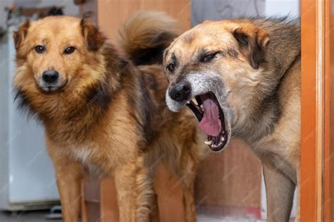 group  angry dogs