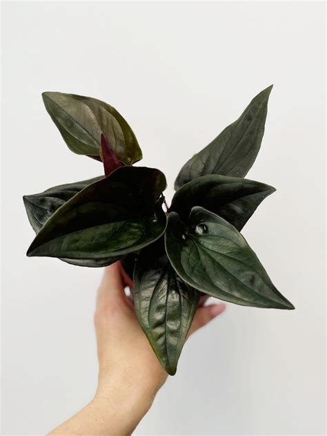 Syngonium erythrophyllum 'Red Arrow'