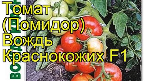 Томат Вождь Краснокожих F1. Краткий обзор, описание solanum ...